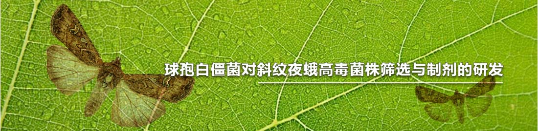 球孢白僵菌對斜紋夜蛾高毒菌株篩選與制劑的研發-Banner.jpg